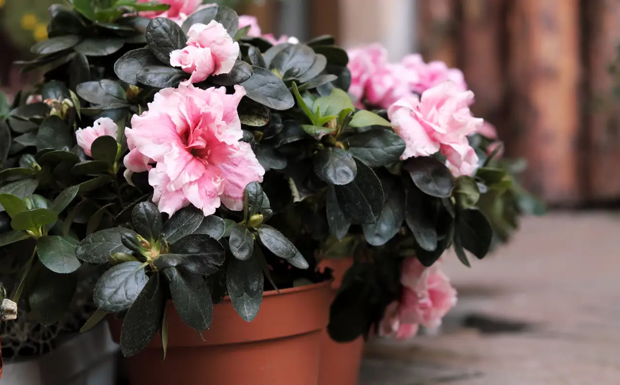 Azalea.
