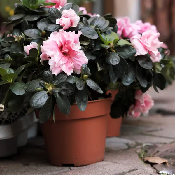 Ni bambú, ni flor de loto: esta planta japonesa con flores preciosas es ideal para decorar el balcón en primavera