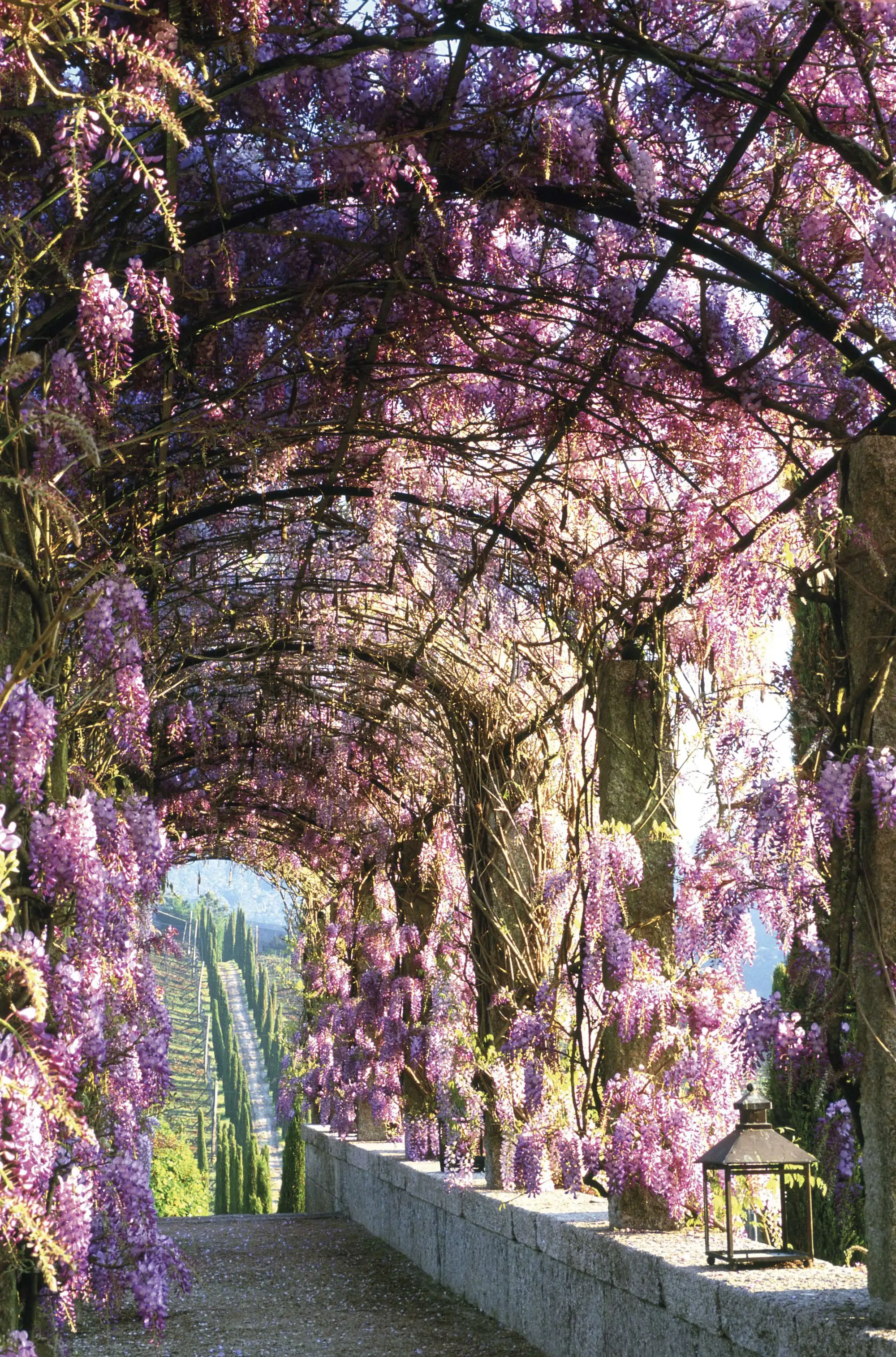 Un arco lleno de flores de lila en el Pazo de Pegullal, Pontevedra, Galicia