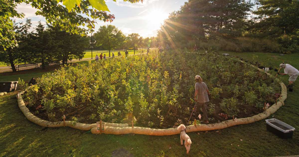 Método Miyawaki: la práctica japonesa de paisajismo para crear bosques en  las ciudades en solo 10 años