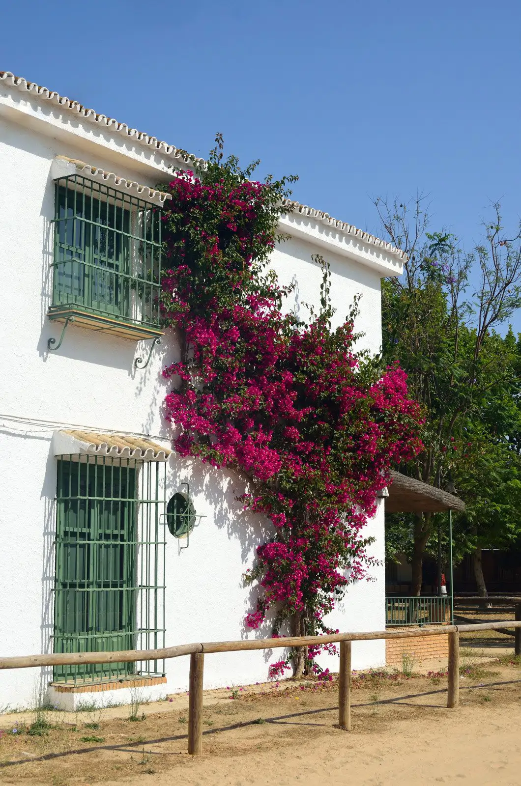 Buganvilla