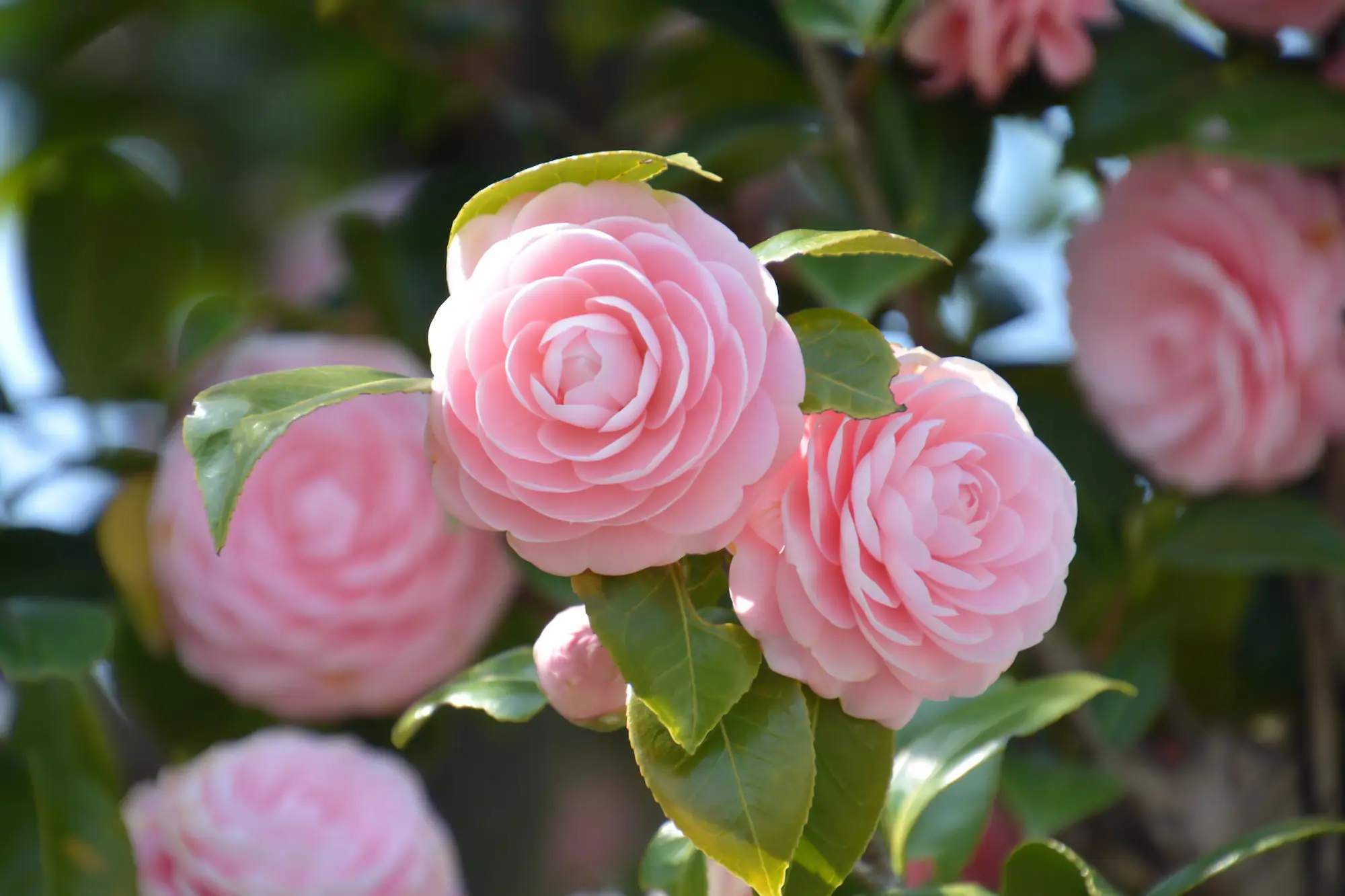 Camelia