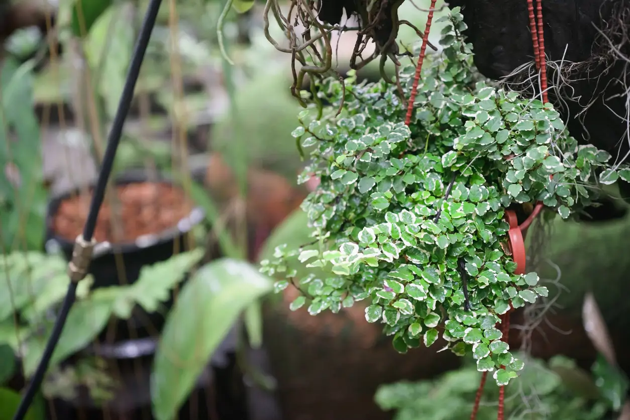 Ficus pumila