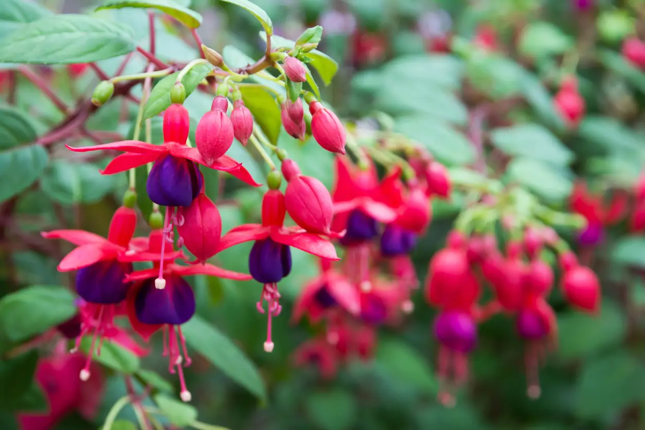 Fucsia