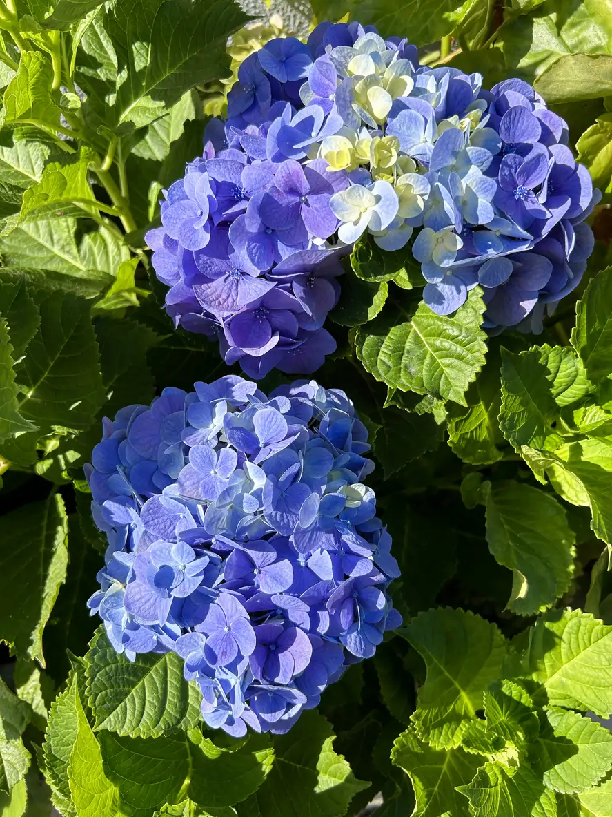 Hortensias