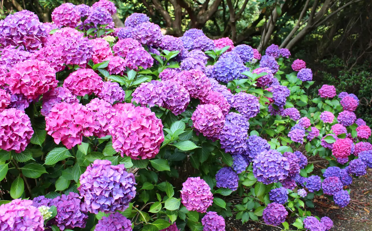 Hortensias