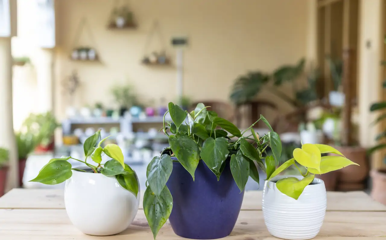 Las mejores plantas colgantes para decorar tu exterior o interior.