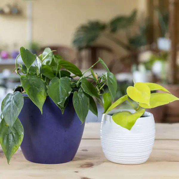 Plantas colgantes: cuáles son las mejores, dónde colocarlas y cómo cuidarlas  