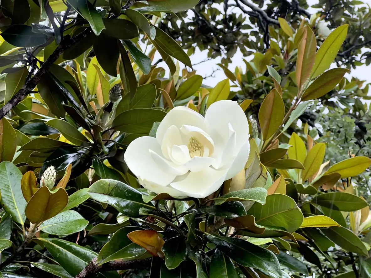 Magnolia grandiflora