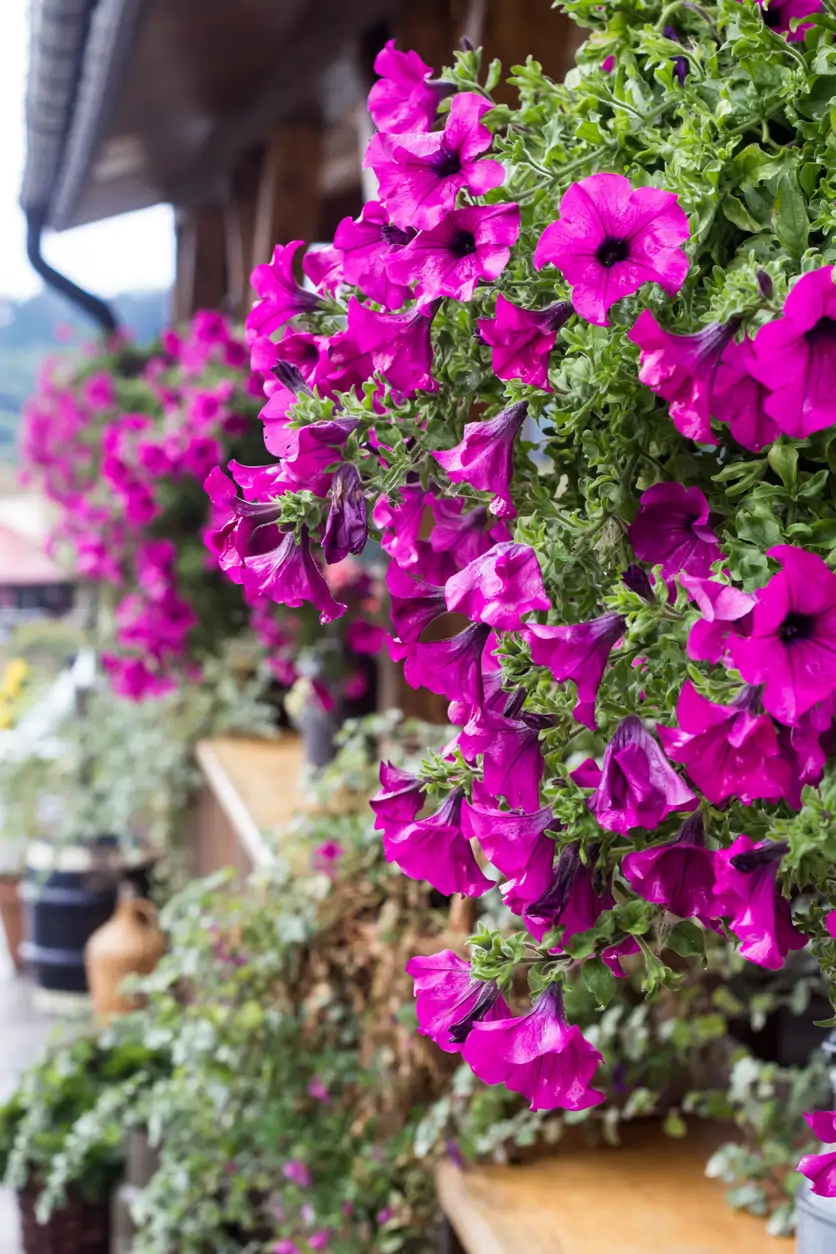 Petunias Surfinas