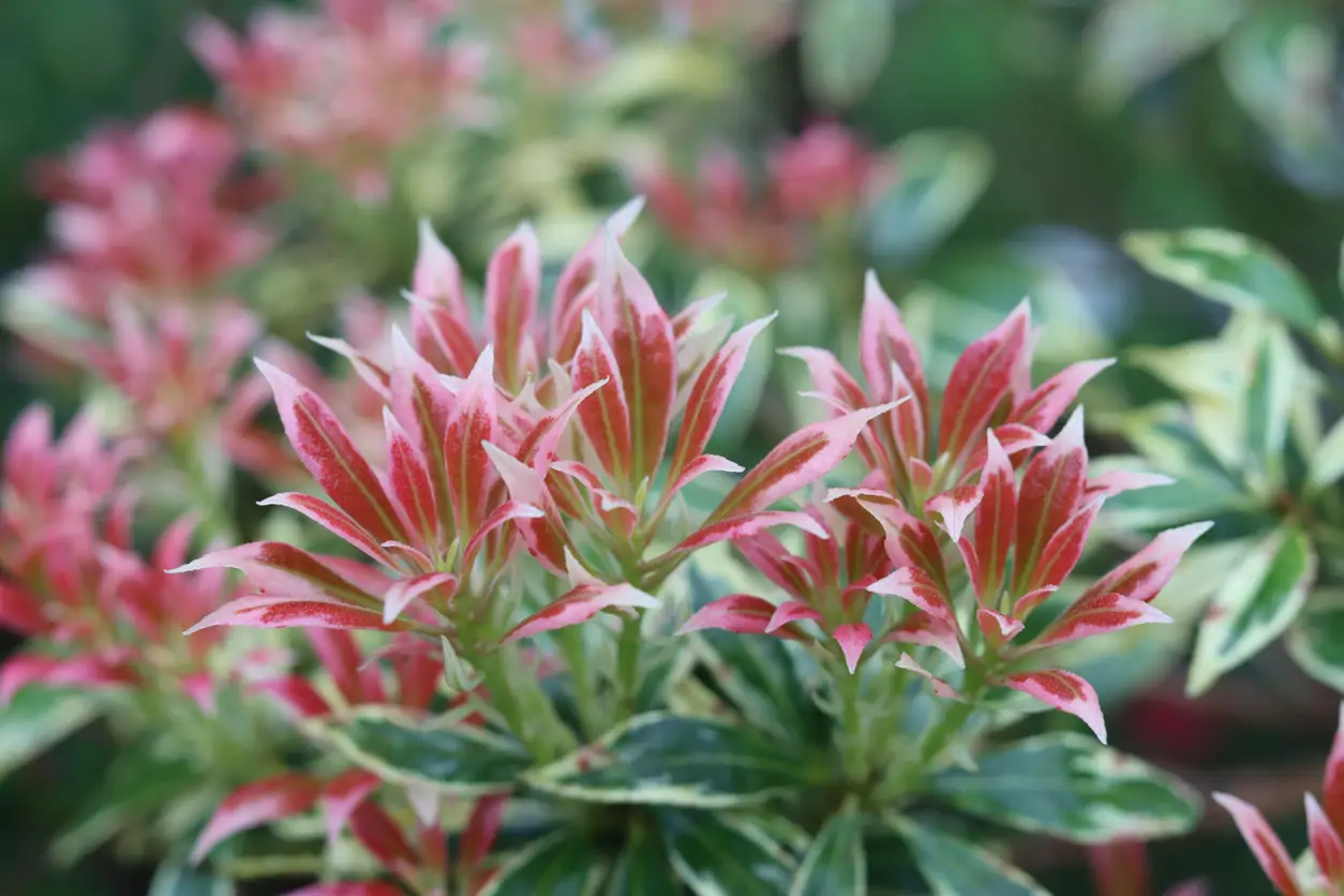 Pieris japonica