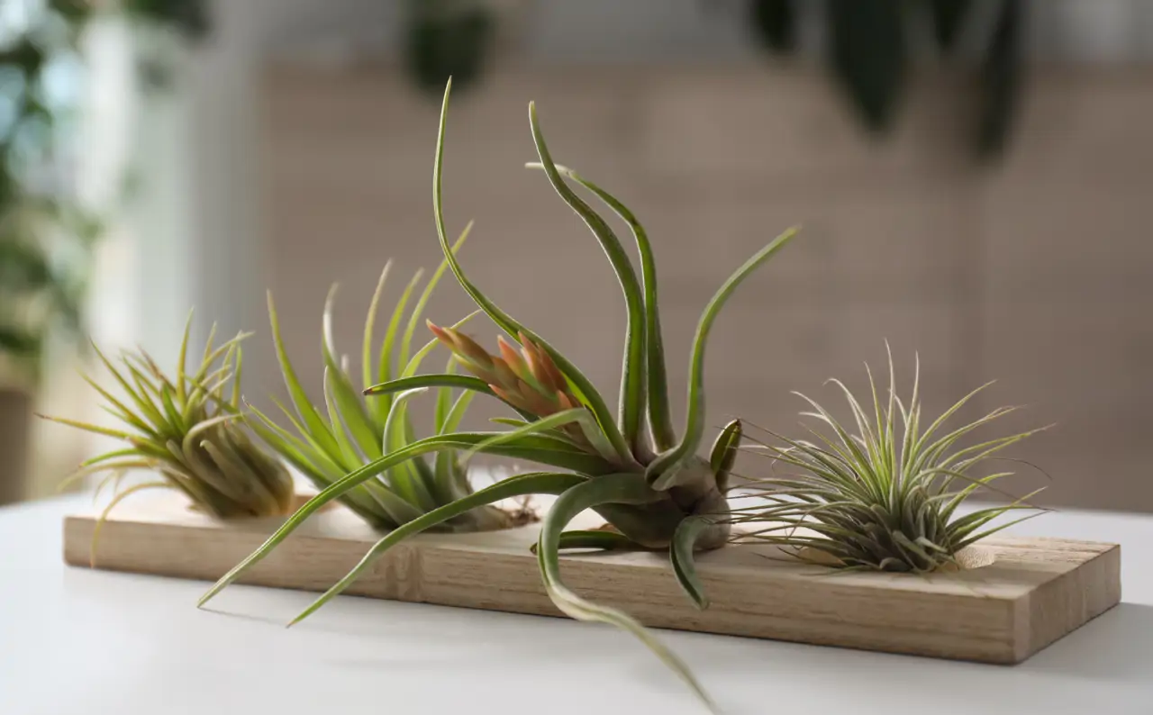 Conjunto de diferentes tipos de Tillandsias