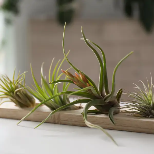 conjunto TILLANDSIAS