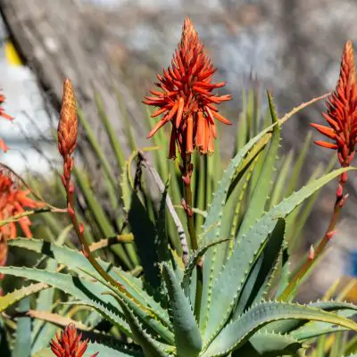 Aloe vera