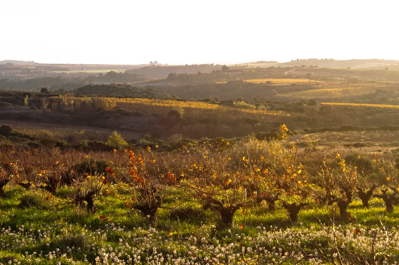 Chateau Autignac_Prés Lasses