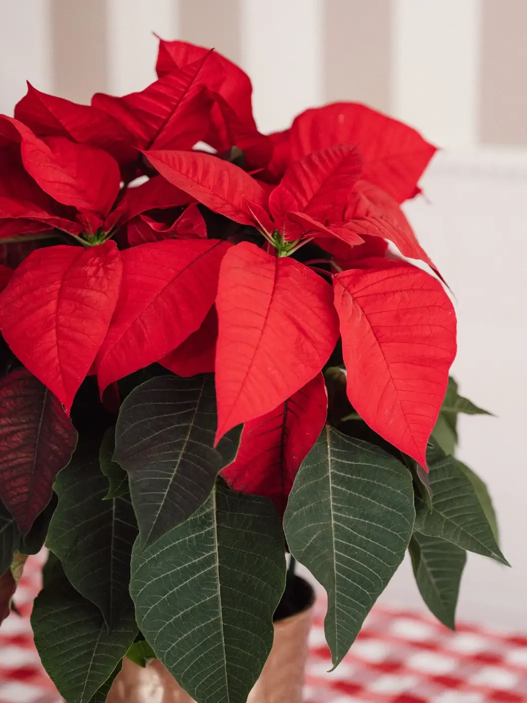 10 flores y plantas navideñas que decoran la casa de forma elegante (y ...