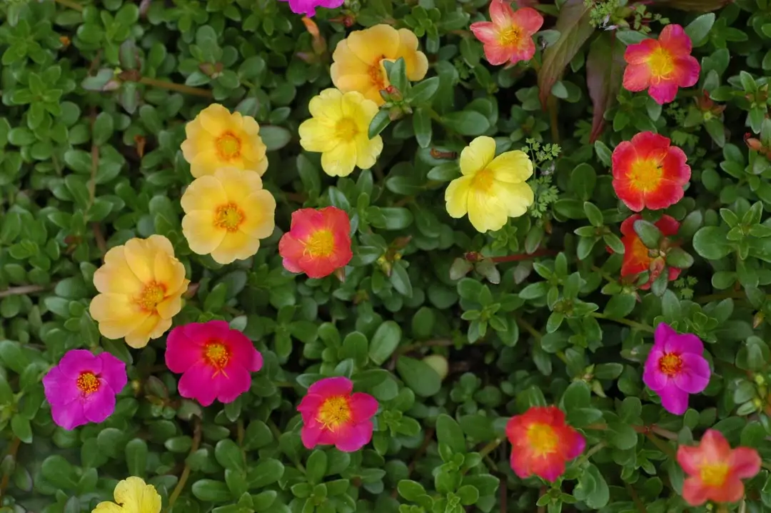 16 Plantas De Exterior Con Flores Para Llenar Tu Jard n O Terraza De Color 16-plantas-de-exterior-con-flores-para-llenar-tu-jard-n-o-terraza-de-color